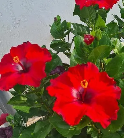 ベッド・アンド・ブレックファスト Corniche Du Paradis 4*